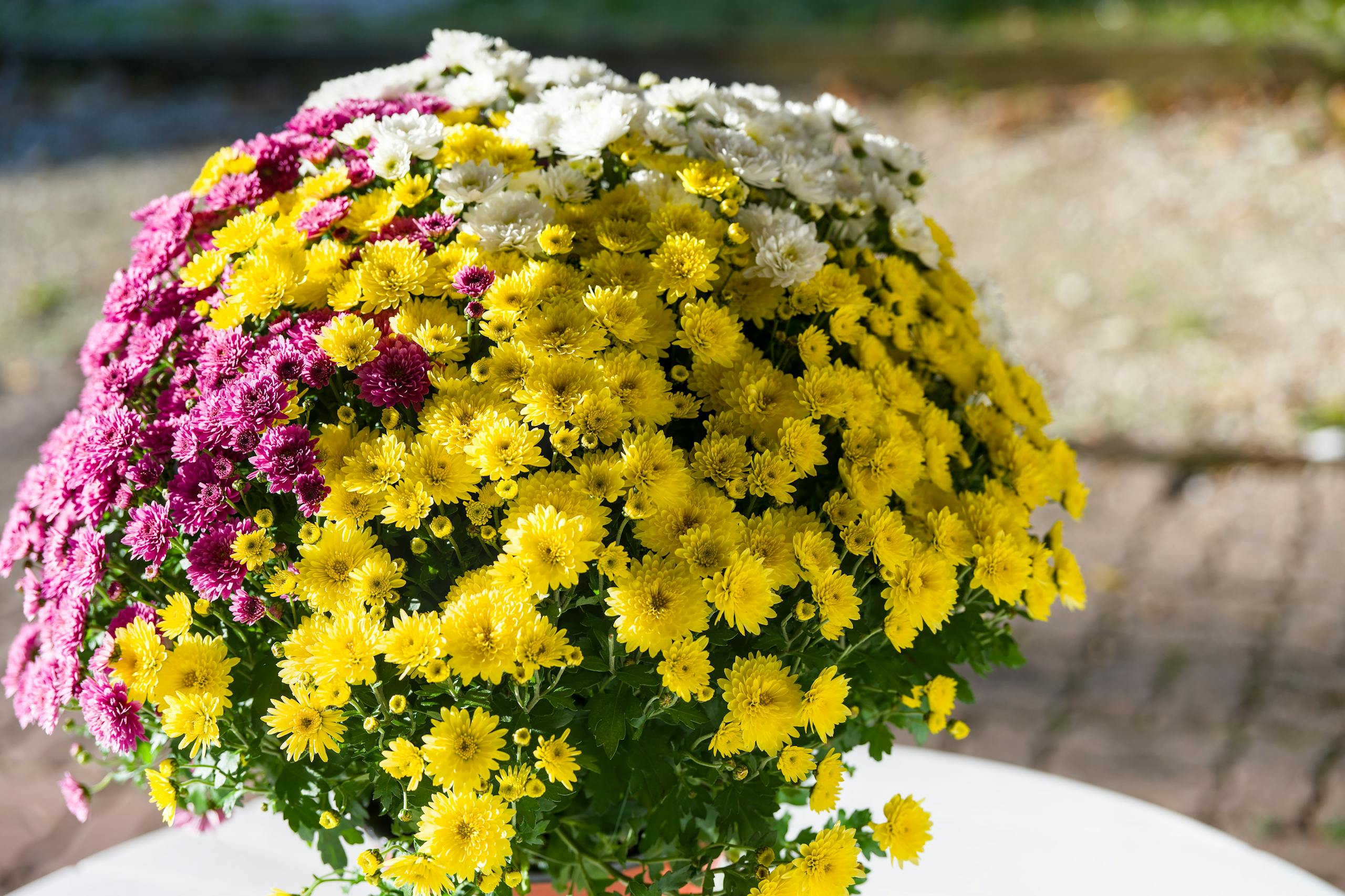 Портрет человека